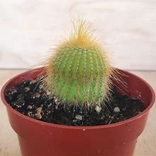 Golden Ball Cactus | 4 Inch | Parodia Leninghausii | Cactus In Bloom | Live Cactus Plant