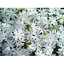 Phlox Subulata 'Snowflakes' (Moss Phlox) Perennial, White Flowers, 1 - Size Container