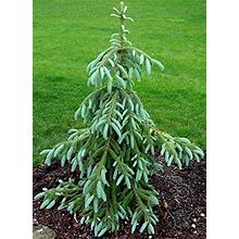 Weeping ENGELMANN Spruce - Picea Engelmannii 'Bushes Lace' Live Plant