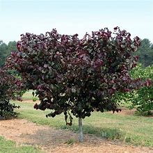 3-4 ft. - Merlot Redbud Tree - Deep Purple Foliage On A Compact Form | Brighter Blooms