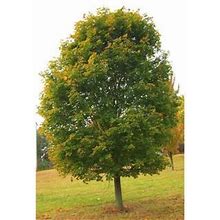 Online Orchards Norway Maple Tree - Among The Most Cold Hardy And Fastest Growing Maples (Bare Root 3 ft. To 4 ft. Tall) SHNM002 ,