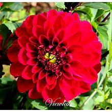 Two Tubers Of Red Dahlia - Medium Height Red Dahlia - Or One Plant - Bloom Summer To Frost Great As A Center Piece
