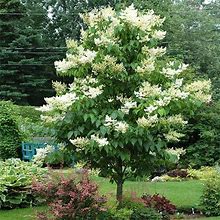 Ivory Silk Japanese Lilac Tree, 5-6 Ft- Ornamental Shrub, Captivating Fragrance + Creamy-White Blooms