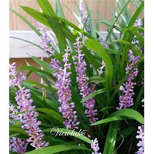 Six (6) Liriope Plants- Lily Turf - Monkey Grass - Heat And Drought Tolerant Live Plant Gift Shade Or Sun - Easy To Grow Evergreen Perennial