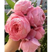10 Pink Rose Rosa Bush Shrub Perennial Flower Seeds HW94014