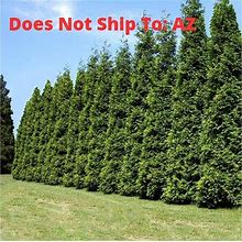 Thuja Green Giant Tree Outdoor Evergreen Fence Plant 1-6 ft Tall