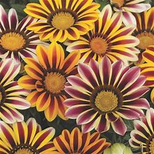 Outsidepride 50 Seeds Perennial Gazania Kiss Flame Heat & Drought Tolerant Ground Cover Seed Mix For Planting