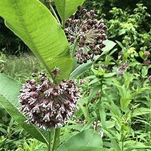 Bulk Organic Common Milkweed Seeds (Asclepias Syriaca L) 2800 Seeds (1 Oz, 28 Grams) - Common Milkweed Bulk Seeds - Monarch Butterfly Host Plant Seeds