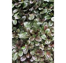 Chocolate Chip Ajuga Plant, Evergreen, Groundcover, Purple Flowers