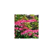 Old Fashioned Bleeding Heart (Dicentra) Pink Flowering Live Bareroot Perennial (5-Pack)