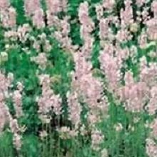 30+ Pink Lavender / Fragrant / Perennial / Flower Seeds.