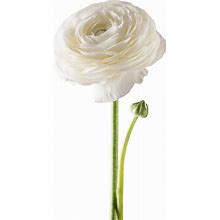 Easy To Grow Italian Ranunculus 'Elegance Bianco' Plant Bulbs (5 Pack) - White Flowering Blooms In Spring Gardens