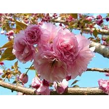 Kwanzan Flowering Cherry Tree 6-12" In Height And In A 3"Pot