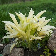 White Feather Trimmed Hosta - 3 Bare Roots - Hardy And Shade Tolerant Plants Great For Any Landscape - 3 Bare Roots