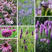 Purple Wildflower Seed Mix - 1/4 LB + Bulk Sizes