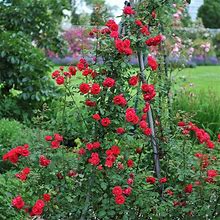 3 Gallon - Blaze Improved Climbing Rose - Changing Multicolor Blooms On A Climbing Form, Outdoor Plant
