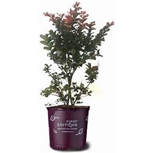 American Plant Exchange Flowering Trees Live Plum Magic Crape Myrtle, 3-Gallon Pot In Black | 12 H X 10 D In | Wayfair