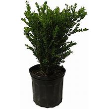American Plant Exchange Live Wintergreen Boxwood Plant, Plant Pot For Home And Garden Decor, 10" Pot