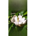 1-2 ft. - Sweetbay Magnolia Tree - An Exceptional Summer-Flowering Native Tree