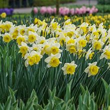 Goblet Daffodil - 100 Per Package | Yellow | White | Narcissus Trumpet 'Goblet' | Zone 3-8 | Fall Planting | Fall-Planted Bulbs