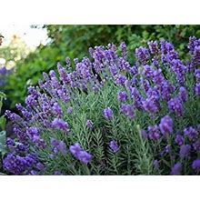 Lavender "Phenomenal" Fragrant Lavandula Perennial Herb In 3 1/2" Pot