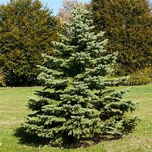 Sale Fast Growing Trees White Spruce Tree Spruce Trees 1 Gallon(5-6 Ft.)