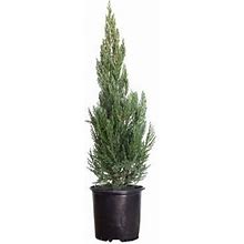 Blue Point Juniper (2.5 Gallon) Evergreen Tree With Blue-Green Foliage - Full Sun Live Outdoor Plant