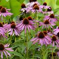Purple Coneflower Wild Flower Seeds - 1 Lb - Perennial Wildflowers - Buy Non-GMO Echinacea Purpurea Farm & Gardening Seeds Online