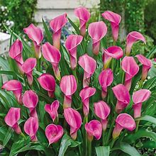 Free-Flowering Hybrid Calla Lily Garnet Glow | Bag Of 5 Wholesale | Zantedeschia Rehmannii 'Garnet Glow' | Zone 3-10 | Pink | 24 Inches | Full Sun | Half Sun / Half Shade