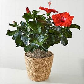FTD Flower Delivery | Hibiscus Plant | | Red