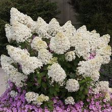 Bobo® Hydrangea Shrub/Bush, 3 Gal- Huge White Blooms On A Compact Form, Zone 5-8