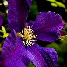 Deep Purple Clematis Vine Plant Live For Planting, Clematis Plant Live In 2.5 Inches Pot, Clematis Flowers Perennial