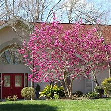 Jane Magnolia, 3-4 Ft- Long Lasting, Colorful Blooms, Cold Hardy | Ornamental Flowering Trees, Zone 5-8
