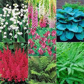 Shade Designer Garden - 18 Per Package | Red | Yellow | Zone 4-8 | Spring Planting | Shade Perennials