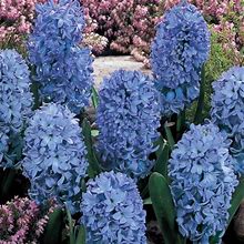 Hyacinth Delft Blue | Bag Of 25 Wholesale Bulbs | Hyacinthus Orientalis 'Delft Blue' | Zone 4-9 | Blue | 12 Inches | Full Sun | Half Sun / Half Shade