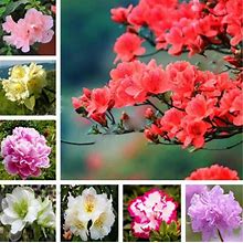 120 Pcs Japanese Azalea Bonsai Rhododendron Flower Tree Seedling Diy Plant Home Garden To Seeds