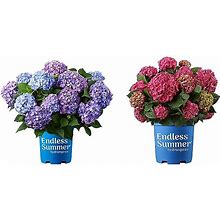 1 Gal. Endless Summer Bloomstruck Hydrangea & Hydrangea Summer Crush Hydrangea, 1 Gallon, Hot Pink Blooms With Green Foliage