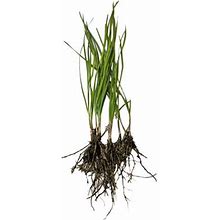 Primrue 10 Plants: Organics Garlic Chives Live Plant Bare Roots Hardy Perennial Herb Jiu CAI | 6 H X 1 W X 1 D In | Wayfair
