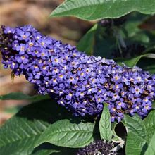 Blue Butterfly Bush Live Plant In 4 Inch Pot Planting Perennial Outdoors Garden