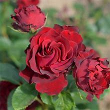 Dancing In The Dark Hybrid Tea Rose By Heirloom Roses - Red Rose Bush