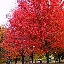 Autumn Blaze Maple - 5-6 Feet Bareroot