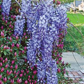 SPRING HILL NURSERIES - Blue Moon Reblooming Wisteria Flowering Vine - Extremely Hardy Vine That Blooms Up To 3 Times Per Year - Includes One Bare
