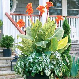 Container Collection Caladium White Christmas & Canna Tropicanna Gold - 8 Count - Longfield Gardens