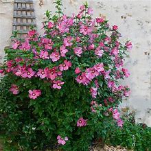 Aphrodite Rose Of Sharon Althea Shrub/Bush, 3 Gal- Ornamental Shrub, Full Two-Tone Blooms For Weeks, Zone 5-8