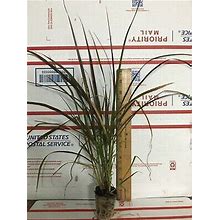 Red Fountain Grass - Live Plants
