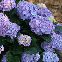 3 Gallon - Let's Dance® Blue Jangles Hydrangea Shrub/Bush - Youll Kick Up Your Heels Over This Hydrangea, Outdoor Plant
