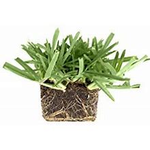 St. Augustine 'Floratam' 3 Inch Sod Plugs - 6 Extra Large Live Plugs - Drought, Salt And Shade Tolerant Turf Grass