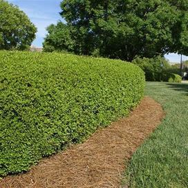 Dwarf Yaupon Holly, 3 Gal- Adaptable Dwarf Size Fits In Any Location