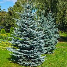 6-Pack (1-2 Ft.) - Colorado Blue Spruce Tree, 1-2 Ft- Sleek Silvery Hues On A Timeless Evergreen