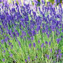 Phenomenal Lavender (Lavendula) Live Bareroot Perennial Plant (1-Pack)